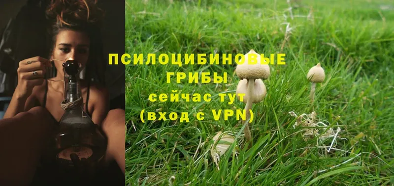 Псилоцибиновые грибы Psilocybe  Лянтор 